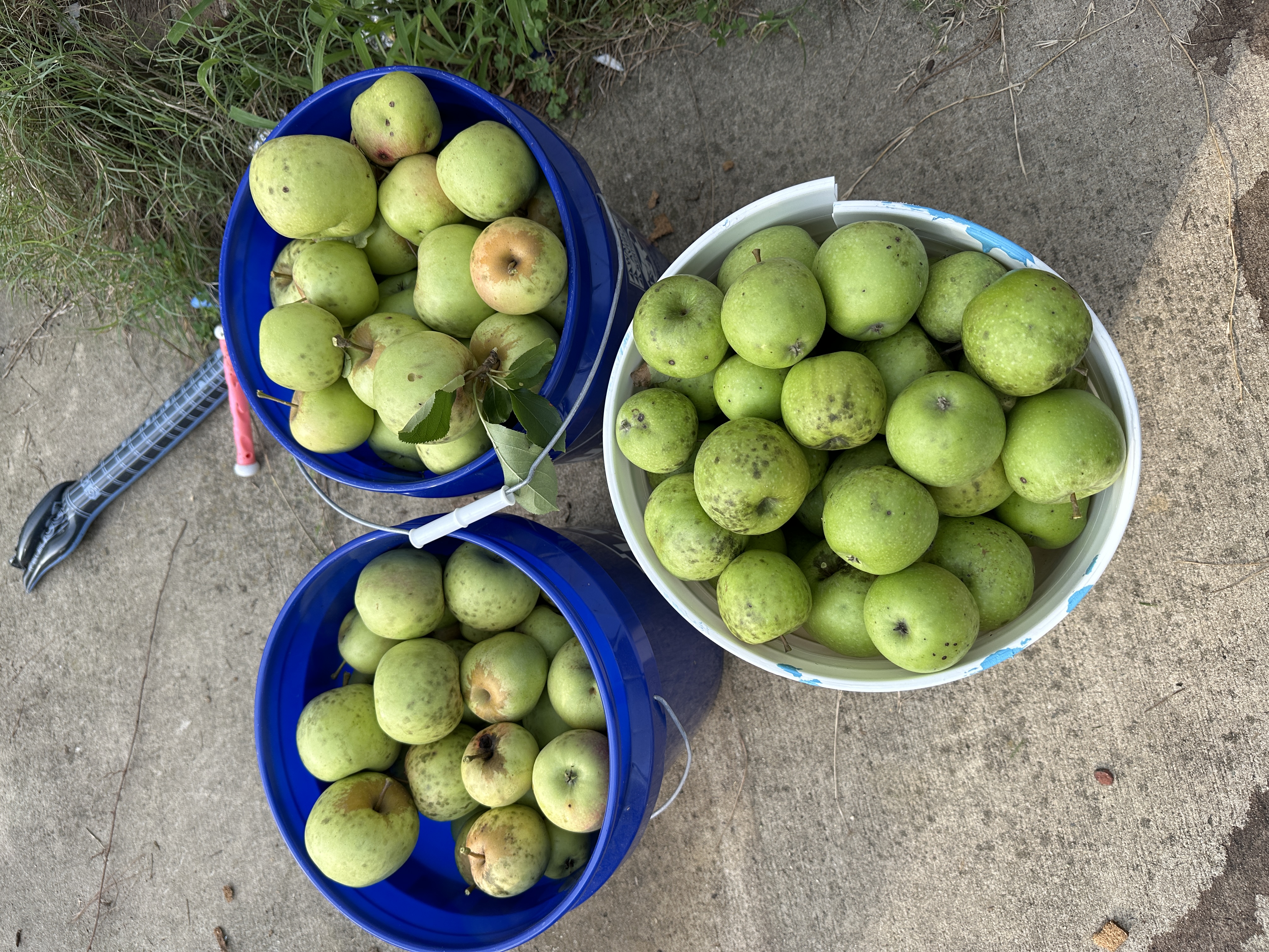 Pears Apples